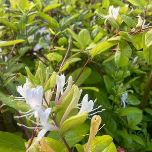 Lonicera Japonica var. Japonica- Japanese Honeysuckle - Evergreen Climbing Plant