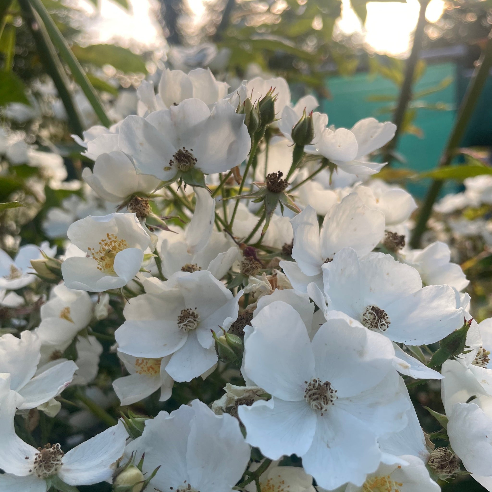 White Multiflora Rambler Rosa Multiflora - Multiflora Rambling Rose - Wild White Rose 3 Litre P ...