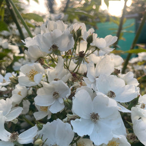 Rosa - Multiflora Rambling Rose - Wild White Rose