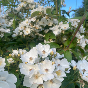 Rosa - Multiflora Rambling Rose - Wild White Rose