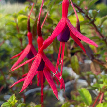 Load image into Gallery viewer, Fuchsia F. Magellanica Var. Gracilis - Pink Flowering Shrub
