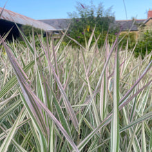 Load image into Gallery viewer, Carex Morrowii Ice Dance - Pink Variegated Ornamental Grass
