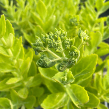 Load image into Gallery viewer, Hylotelephium Spectabile  ‘Herbstfreude’ - Autumn Joy Stonecrop 3 Litre Pot
