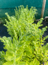 Load image into Gallery viewer, Hylotelephium Spectabile  ‘Herbstfreude’ - Autumn Joy Stonecrop 3 Litre Pot
