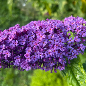 Buddleja Davidii 'Purple Emperor' - Butterfly Bush - Purple Flowering Shrub