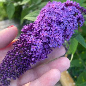 Buddleja Davidii 'Purple Emperor' - Butterfly Bush - Purple Flowering Shrub