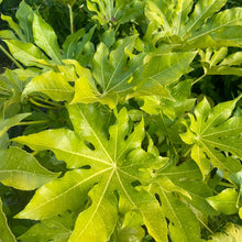 Load image into Gallery viewer, Japanese Aralia - Fatsia Japonica - False Caster Oil Plant - Tropicals
