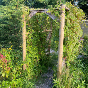 Garden arch with creeping virginia creeper