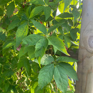 Parthenocissus Quinquefolia -  Creeping Virginia - Five leaved Ivy - Autumn Creeper Plant