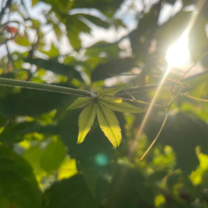 Parthenocissus Quinquefolia -  Creeping Virginia - Five leaved Ivy - Autumn Creeper Plant