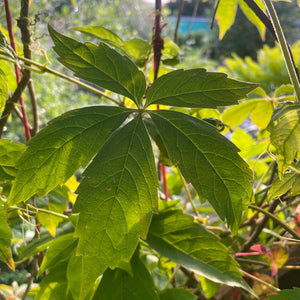 Parthenocissus Quinquefolia -  Creeping Virginia - Five leaved Ivy - Autumn Creeper Plant