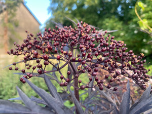 European Black Elderberry -Black Elder Sambucus Nigra