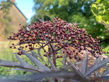 Load image into Gallery viewer, European Black Elderberry -Black Elder Sambucus Nigra
