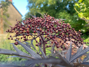 European Black Elderberry -Black Elder Sambucus Nigra