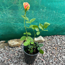 Load image into Gallery viewer, Bicolur scented rose
