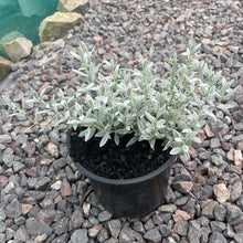 Load image into Gallery viewer, Cerastium Tomentosum  -  Snow In The Summer - Evergreen Trailing Ground Cover Plant
