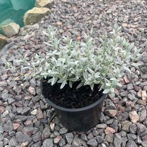 Cerastium Tomentosum  -  Snow In The Summer - Evergreen Trailing Ground Cover Plant