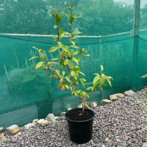 Forsythia X Intermedia Goldrausch - Yellow Flowering Shrub