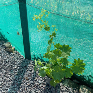 Alchemilla Mollis - Lady‘s Mantle Perennial