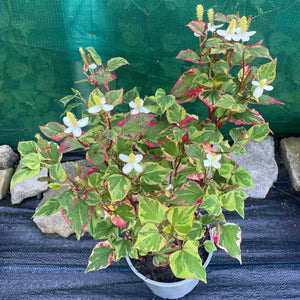 Houttuynia Cordata - Chameleon Perennial Plant