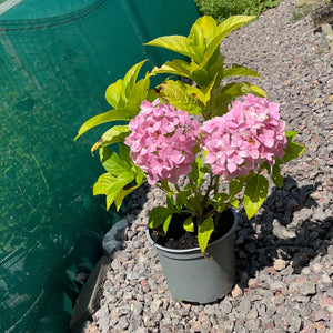 Buy Pink Hydrangea