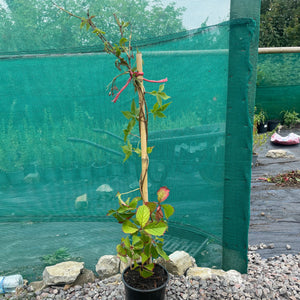 Parthenocissus Quinquefolia -  Creeping Virginia - Five leaved Ivy - Autumn Creeper Plant