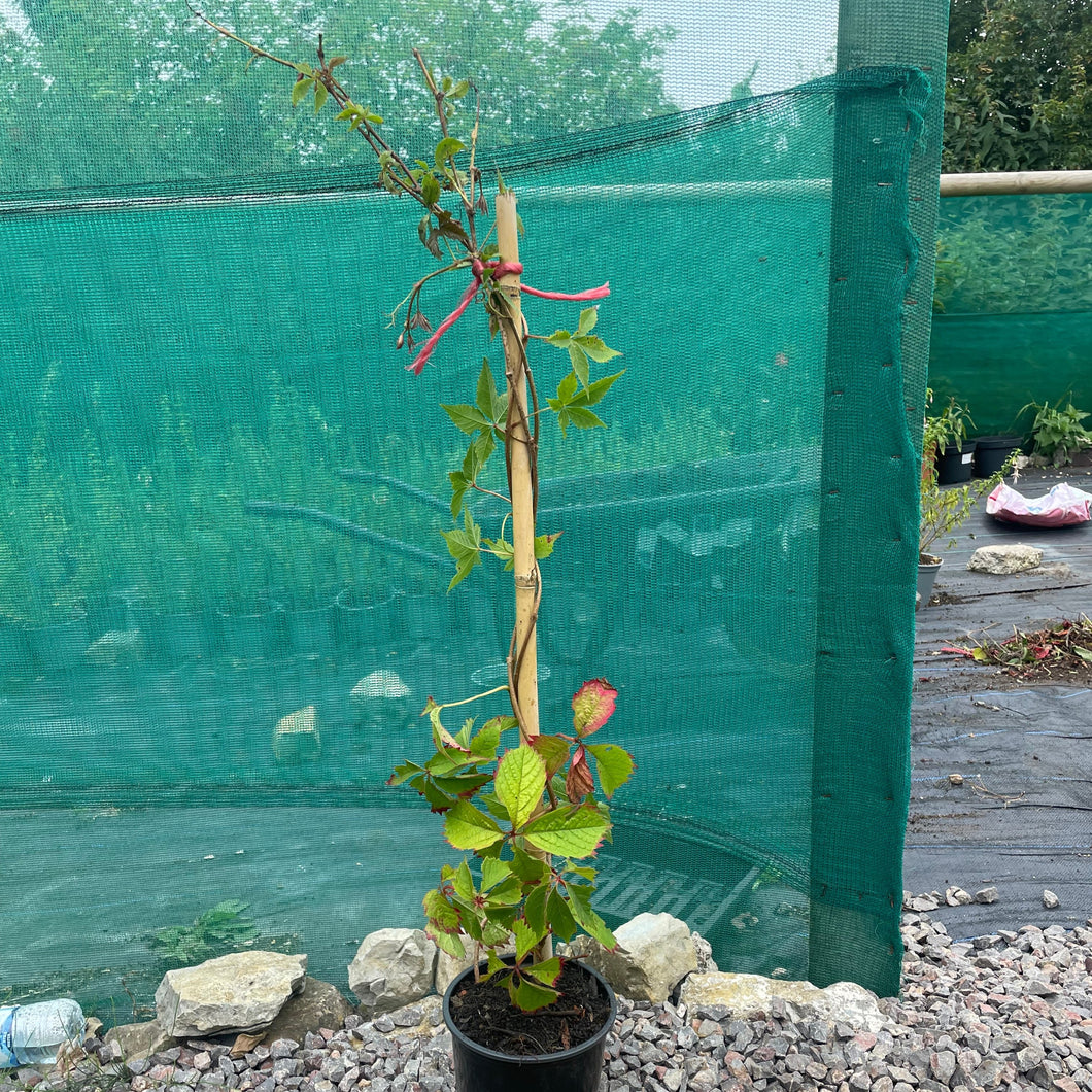 Parthenocissus Quinquefolia -  Creeping Virginia - Five leaved Ivy - Autumn Creeper Plant 2 / 3 Litre Pot