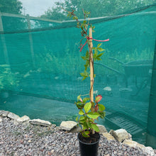 Load image into Gallery viewer, Parthenocissus Quinquefolia -  Creeping Virginia - Five leaved Ivy - Autumn Creeper Plant
