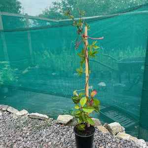 Parthenocissus Quinquefolia -  Creeping Virginia - Five leaved Ivy - Autumn Creeper Plant