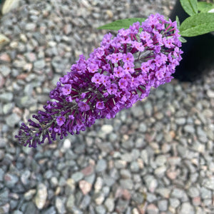 Buddleja Davidii 'Purple Emperor' - Butterfly Bush - Purple Flowering Shrub