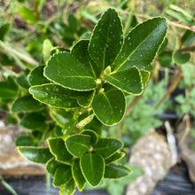 Load image into Gallery viewer, Euonymus Japonicas Green Spire - Evergreen Shrub 1.5 / 2 Litre Pot

