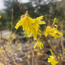 Load image into Gallery viewer, Forsythia winter flowering shrub
