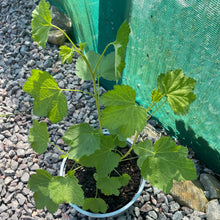 Load image into Gallery viewer, Redcurrent plant
