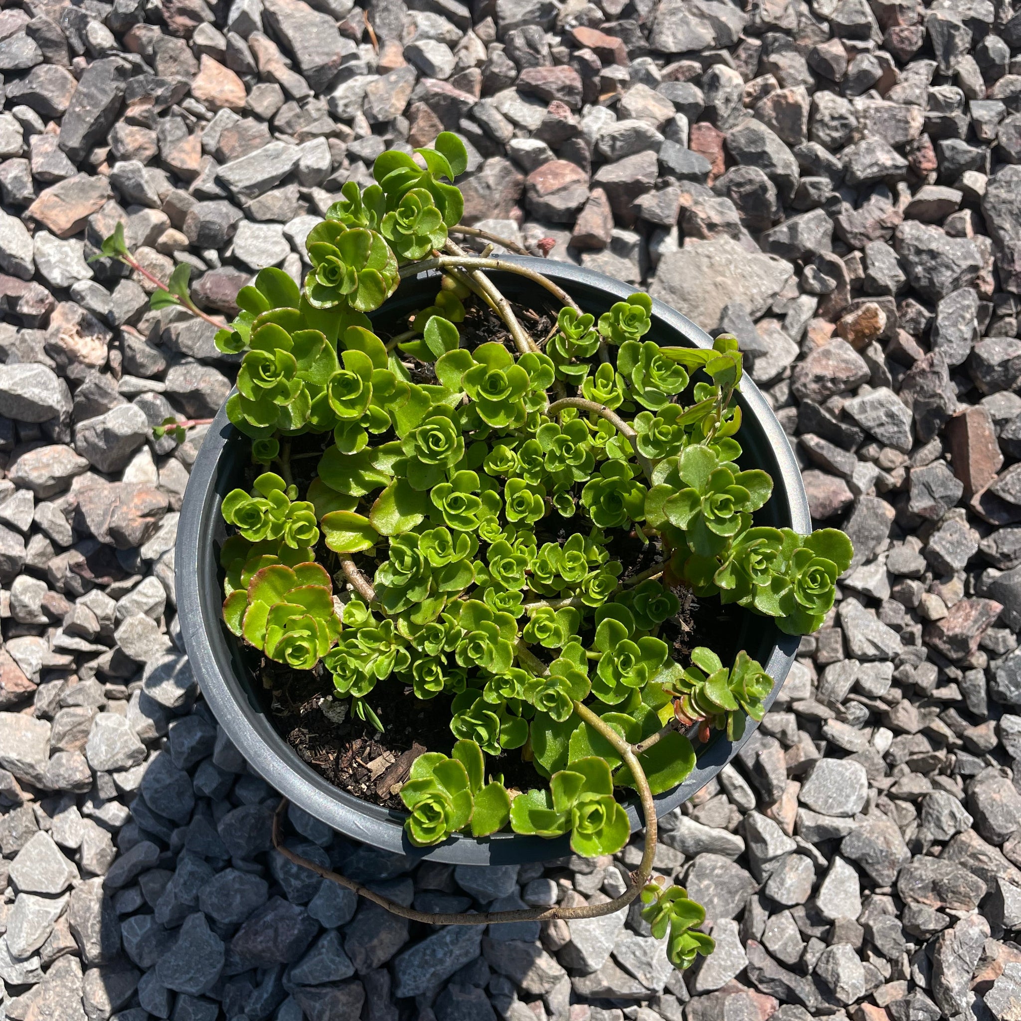 saxifraga succulent Saxifraga Cuneifolia Evergreen Succulent Ground Cover 1.5 Ltr Pot – Garden City Cymru