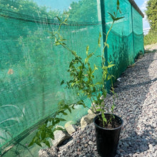 Load image into Gallery viewer, Jasminum Stephanense - Pink Fragrant Flowering Creeping Vine
