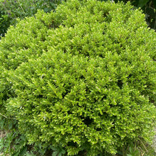 Load image into Gallery viewer, Hebe - Evergreen dwarf shrub
