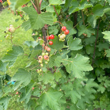 Load image into Gallery viewer, Red current bush
