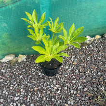Load image into Gallery viewer, Fatsia Japonica plant
