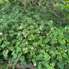 Load image into Gallery viewer, Houttuynia Ground Cover Plant
