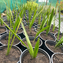 Load image into Gallery viewer, Date Palm trees UK
