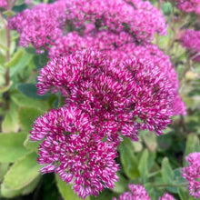 Load image into Gallery viewer, Autumn Joy stonecrop

