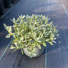 Load image into Gallery viewer, Snow in the summer 2 litre pot
