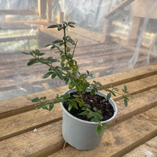 Load image into Gallery viewer, Winter jasmine potted
