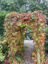 Load image into Gallery viewer, Parthenocissus Quinquefolia -  Creeping Virginia - Five leaved Ivy - Autumn Creeper Plant 2 / 3 Litre Pot
