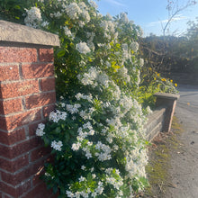 Load image into Gallery viewer, Mexican orange in bloom
