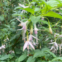 Load image into Gallery viewer, Fuchsia Whiteknights Pearl - Pink Flowering Shrub 4 Litre pot
