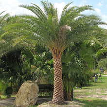 Load image into Gallery viewer, Date Palm - Phoenix Dactylifera - Outdoor Palm Tree 2 Litre Pot
