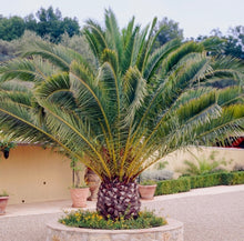 Load image into Gallery viewer, Date Palm - Phoenix Dactylifera - Outdoor Palm Tree 2 Litre Pot
