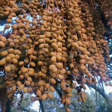 Load image into Gallery viewer, Date Palm - Phoenix Dactylifera - Outdoor Palm Tree 2 Litre Pot
