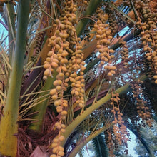 Load image into Gallery viewer, Date Palm - Phoenix Dactylifera - Outdoor Palm Tree 2 Litre Pot
